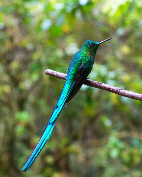 istock Creative Colombia wildlife  pictures 1444924106