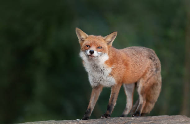 istock Close up of a Red fox standing on a log in a forest 1444924114