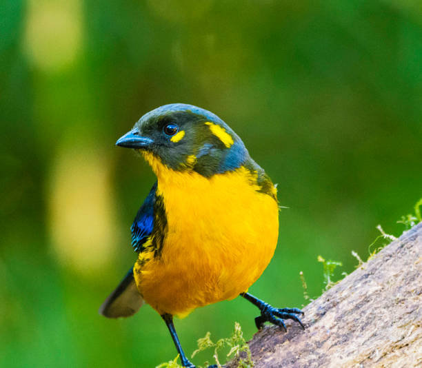 istock Creative Colombia wildlife  pictures 1444924166
