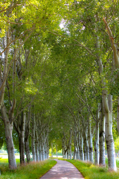 istock Summery green wooded pathway 1444924240