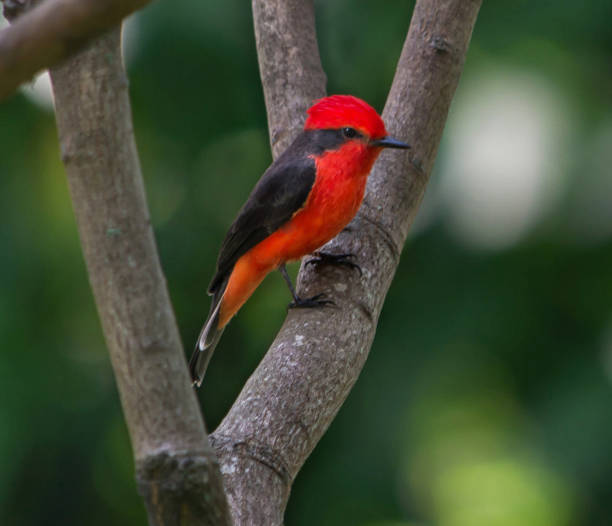 istock Creative Colombia wildlife  pictures 1444924296