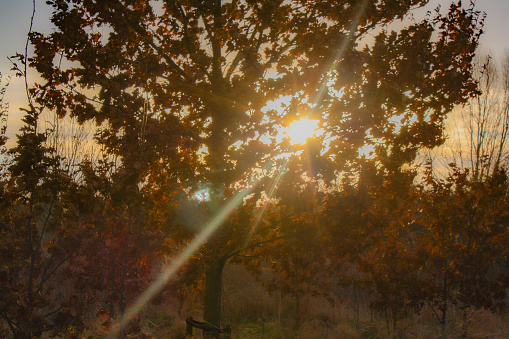 Sun shines through tree