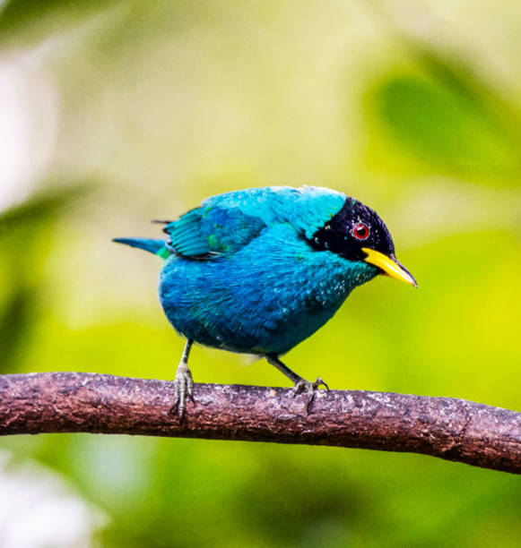 istock Creative Colombia wildlife  pictures 1444924309