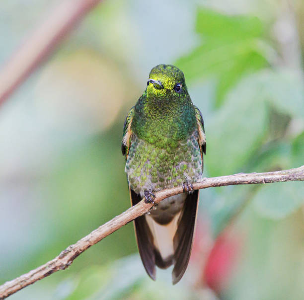 istock Creative Colombia wildlife  pictures 1444924334
