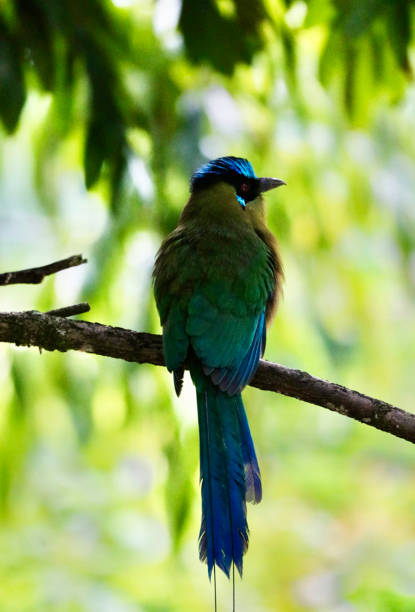 istock Creative Colombia wildlife  pictures 1444924335