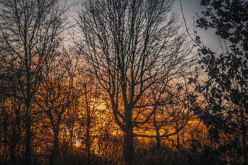 Sunsetting behind trees in Cornwall England
