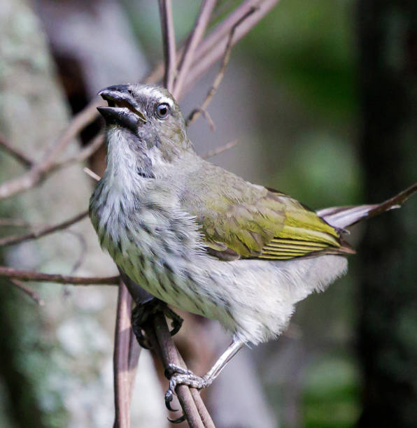 istock Creative Colombia wildlife  pictures 1444924892