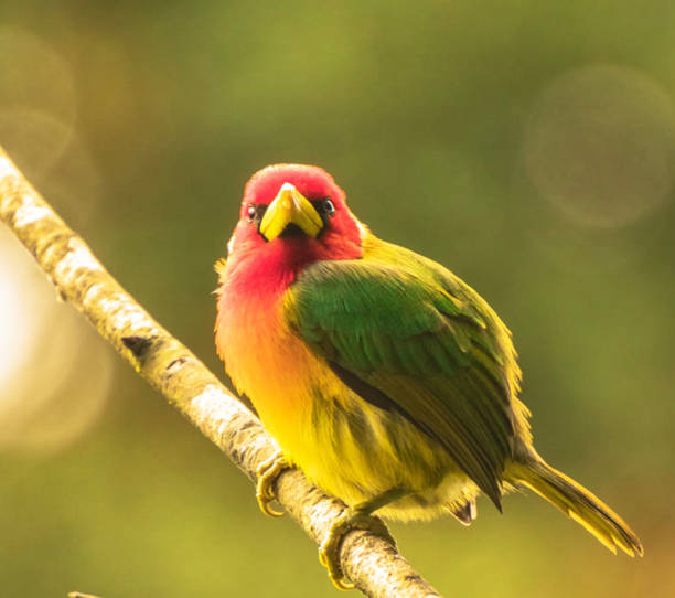 istock Creative Colombia wildlife  pictures 1444924904
