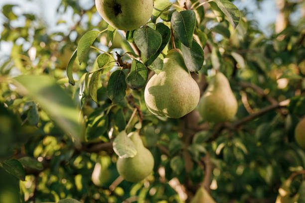 leckere saftige junge birne, die am baumzweig im sommerobstgarten als gesundes bio-konzept des naturhintergrunds hängt. reife obsternte - pear tree stock-fotos und bilder