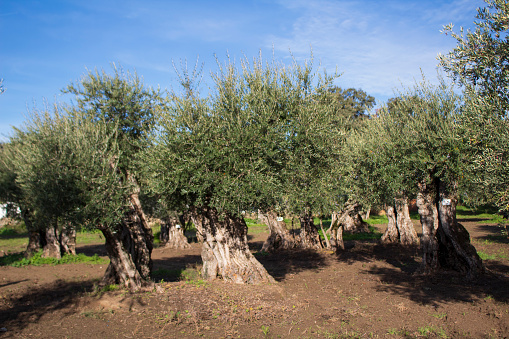 Olive trees in Malaga province in the springtime