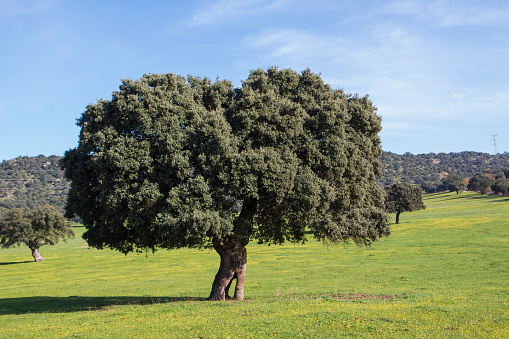 holm oak, countryside landscape