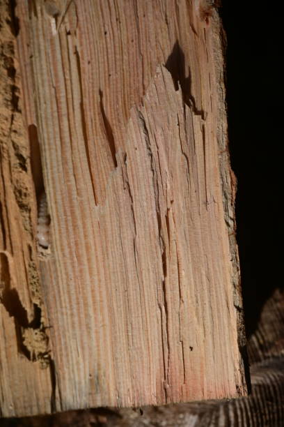 istock Woodworm in action 1444926289