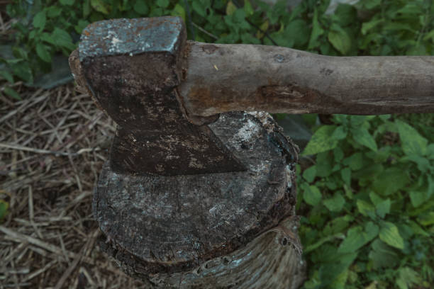 istock Old rusty axe with wooden handle stuck in the stump Large ax in hand 1444927701