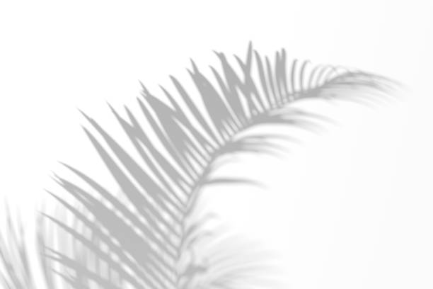 istock Organic tropical foliage shadow overlay effect on white wall. Palm shadow 3d illustration. 1444929100