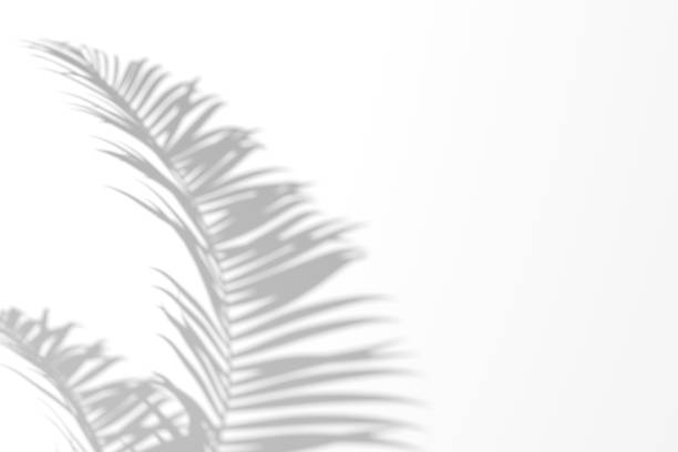 istock Organic tropical foliage shadow overlay effect on white wall. Palm shadow 3d illustration. 1444929116