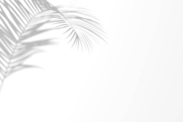 istock Organic tropical foliage shadow overlay effect on white wall. Palm shadow 3d illustration. 1444929117