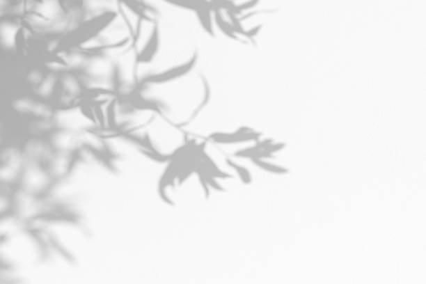 istock Organic shadow overlay effect on white wall. Empty wall with foliage shadows. 3D illustration. 1444929127