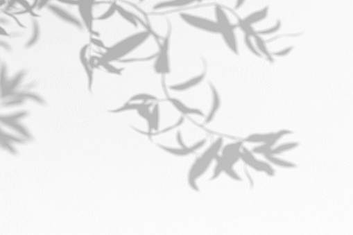 Organic shadow overlay effect on white wall. Empty wall with foliage shadows. 3D illustration.