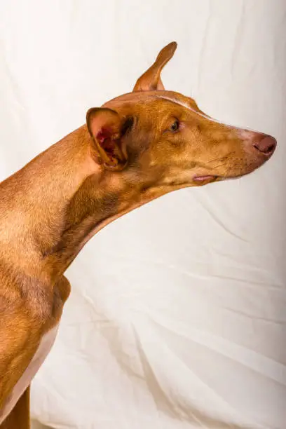 Vertical studio portrait of a female canary hound podenco. Reddish brown color, with white line on the face and yellow eyes. The dog is sitting in profile, looking to the right. Off-white cloth background. Tenerife, Canary Islands, Spain