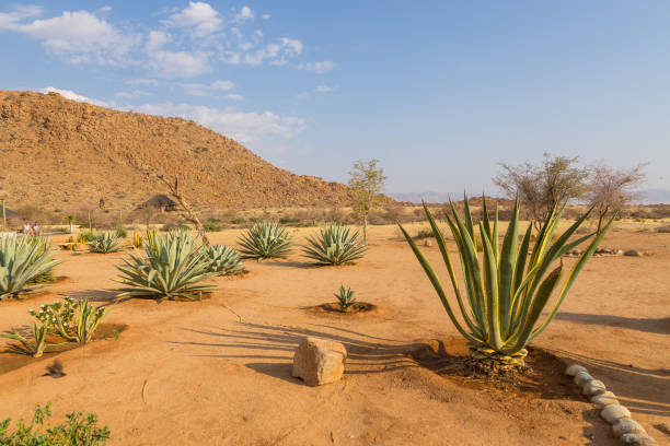 istock Succulents at Solitaire Desert Farm. Solitaire, Namibia. 1444929436
