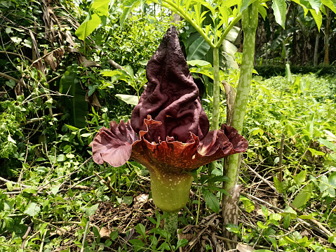 Amorphophallus paeoniifolius flowers known commonly as Elephant Foot Yam or Corpse Flower are reddish brown to black with upward facing petals.