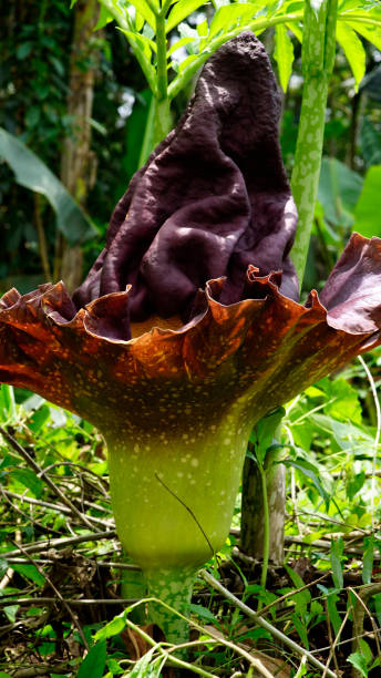 Amorphophallus paeoniifolius flower Amorphophallus paeoniifolius flowers known commonly as Elephant Foot Yam or Corpse Flower are reddish brown to black with upward facing petals. amorphophallus paeoniifolius stock pictures, royalty-free photos & images