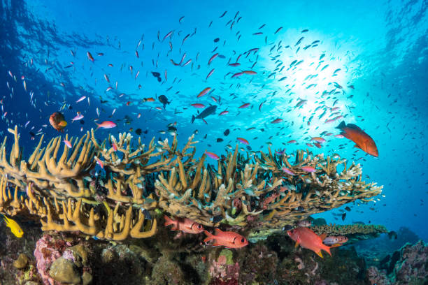 istock Beautiful hard coral reef bursting with colours and biodiversity 1444933285