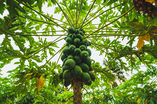 A papaya tree with hollow stems and petioles. The leaves are arranged in a spiral and clustered at the growing tip of the trunk. The plant is showing a heavy fruiting crop that is still green.