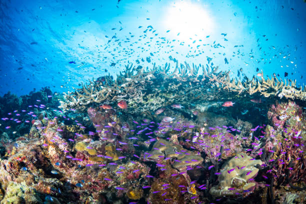 istock Beautiful hard coral reef bursting with colours and biodiversity 1444933349