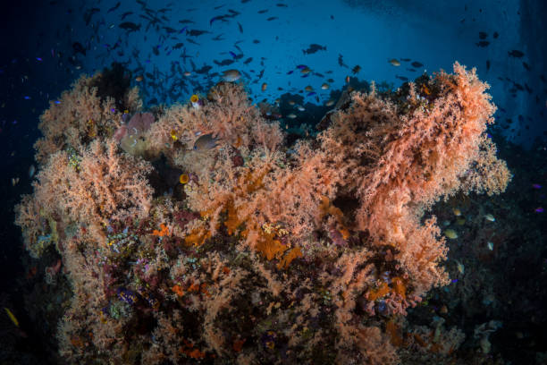istock Beautiful healthy colorful soft corals on pristine coral reef 1444933504