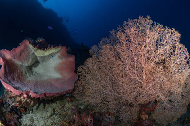 istock Beautiful healthy colorful soft corals on pristine coral reef 1444933516