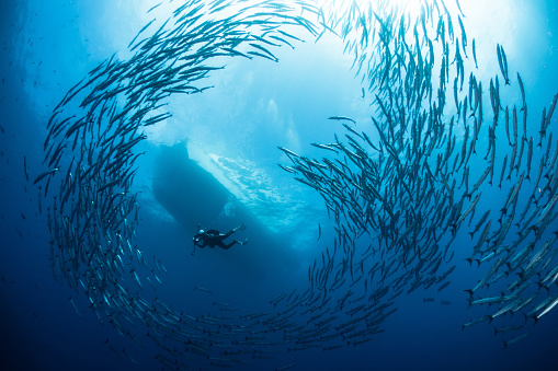 Barracuda swimming together through clear tropical waters above coral reef system in the Indo-Pacific