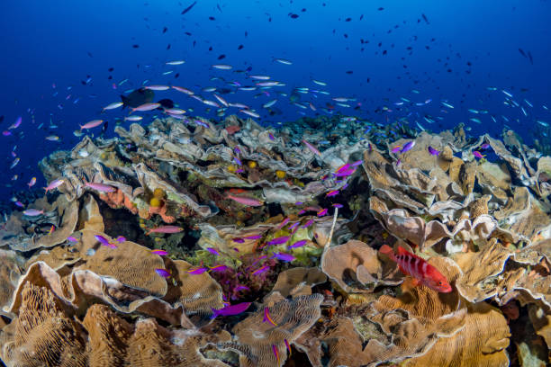 istock Beautiful hard coral reef bursting with colours and biodiversity 1444933693