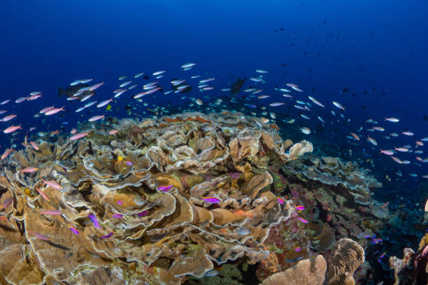 istock Beautiful hard coral reef bursting with colours and biodiversity 1444933723