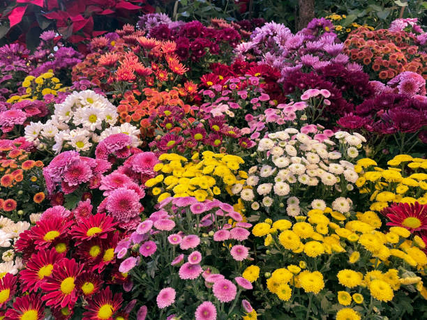 istock Colorful flowers in the garden. 1444933751