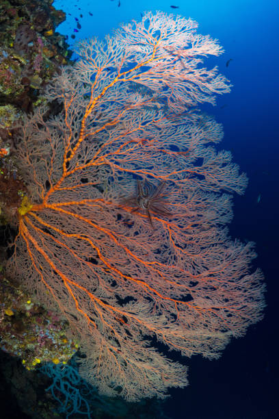 istock Beautiful healthy colorful soft corals on pristine coral reef 1444934350