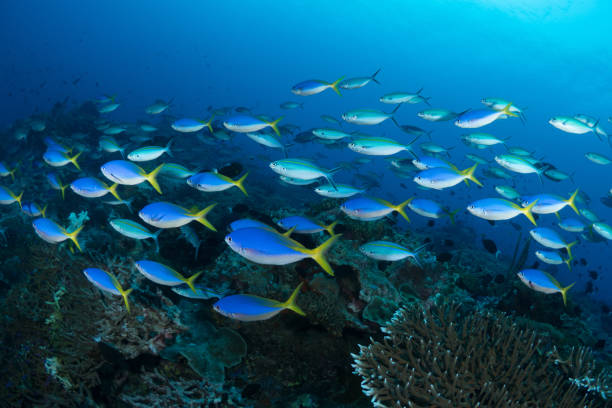 istock Beautiful hard coral reef bursting with colours and biodiversity 1444934482
