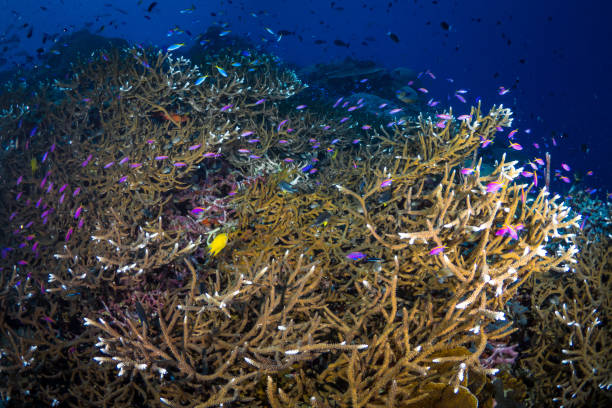 istock Beautiful hard coral reef bursting with colours and biodiversity 1444934501