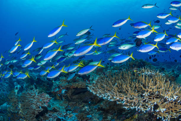 istock Beautiful hard coral reef bursting with colours and biodiversity 1444934519