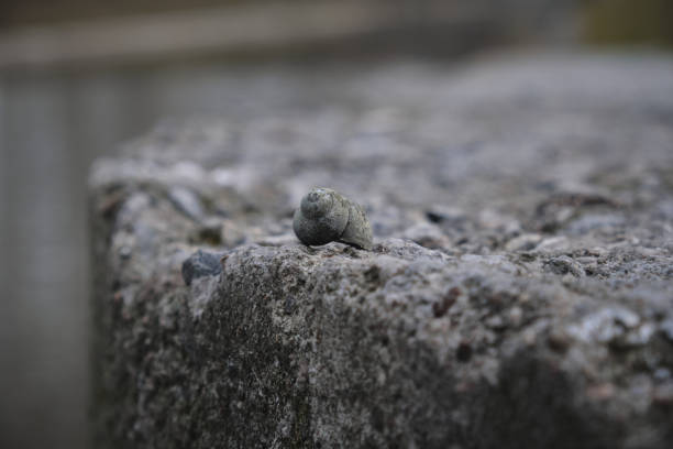 Snail shell lies on a Stone near the water