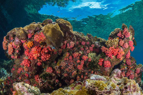 istock Beautiful healthy colorful soft corals on pristine coral reef 1444935812