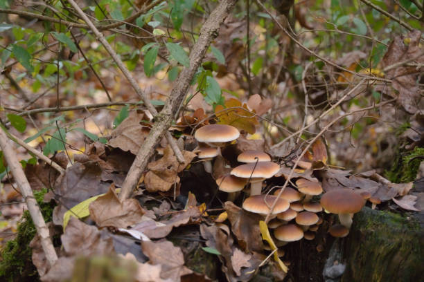 istock mushrooms in the forest, close up 1444935911