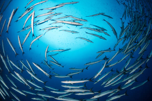 istock Schooling barracuda swimming above healthy coral reef 1444936003