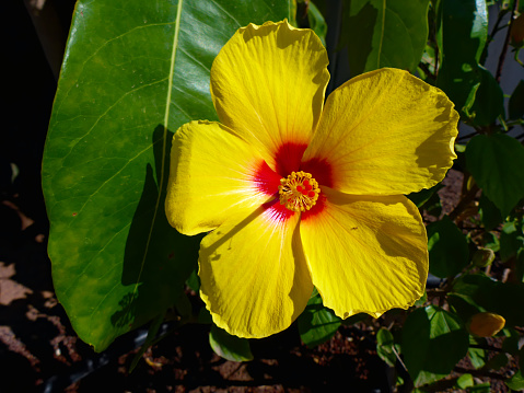 flower of yellow color on dark green background.