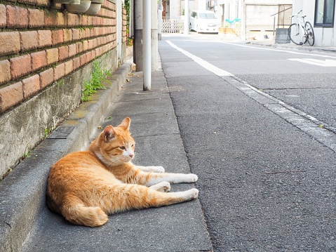 Orange stray cat lying on the ground and leaning against the wall of an orange brick house on a narrow road