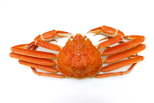 Snow crab seen from above