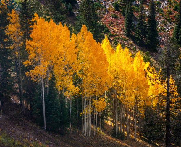 istock Beautiful Aspen autumn pictures 1444939985
