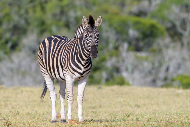 zebre di burchell (equus quagga burchelli) - addo elephant national park foto e immagini stock
