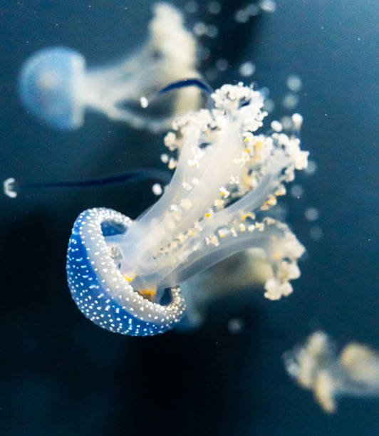istock Magical Underwater Pictures 1444942130