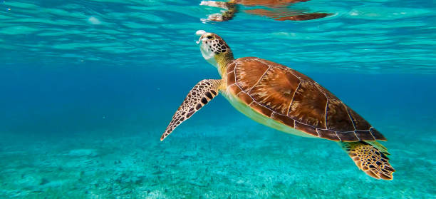 istock Magical Underwater Pictures 1444942132